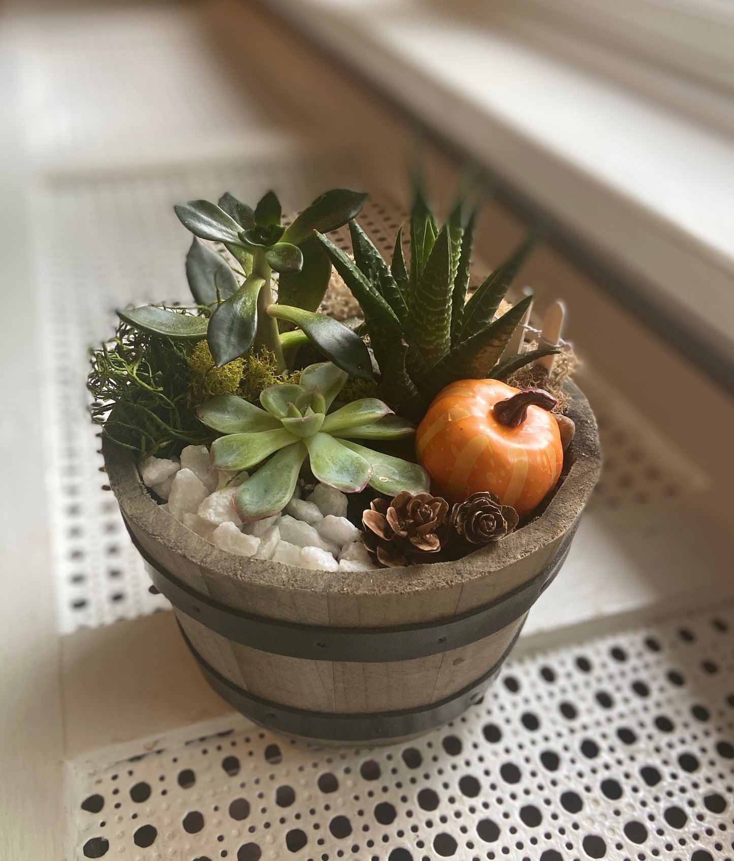 Whiskey Barrel Succulent Garden Workshop . Saturday September 23 . Magic Bear Beer Cellar