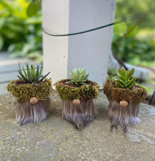 Plant Workshop: Gnome Pots & Succulents . Thursday August 14 . Nickel City BrewZ