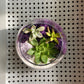 Plant Workshop: Succulents & Crystals . Saturday May 17 . YogaSix Quaker Crossing