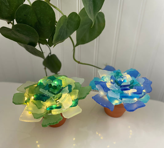 Sea Glass Succulents Workshop . Thursday March 26 . Nickel City BrewZ