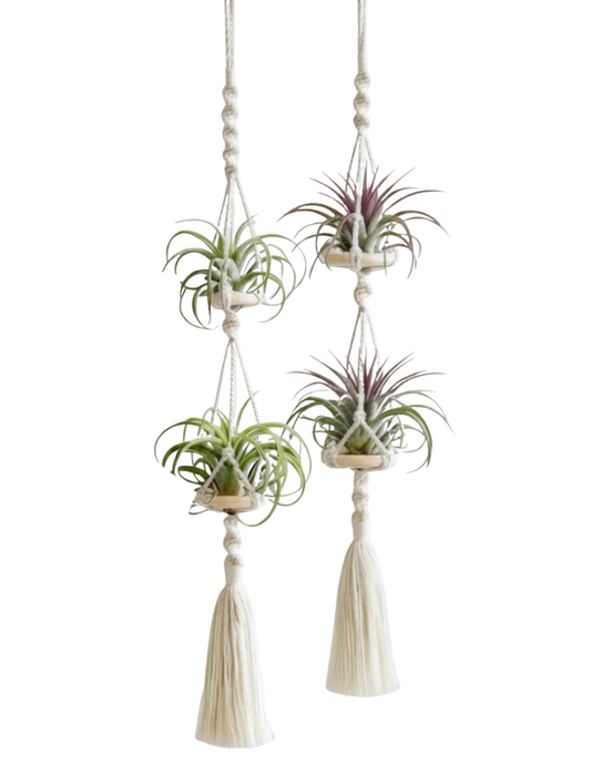 Macrame Air Plant Hanger Workshop . Saturday August 22 . Black Flower Wine & Provisions