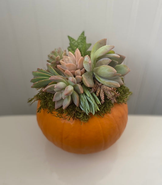 Succulent Pumpkin Workshop . Wednesday October 22 . BriarBrothers Brewing Co.