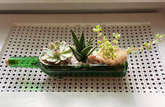 Wine Bottle Succulent Garden Workshop . Saturday April 11 . Blackflower Wine & Provisions